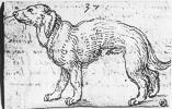 Stehender Hund, um 1513