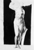 Proportionsstudie einer nackten Frau mit Schild (343K)