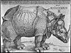 Rhinozeros 1515 Holzschnitt 144KB